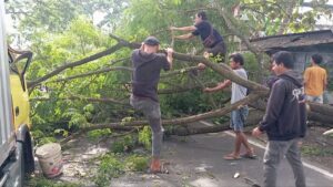 Akibat Tertimpa Ranting Pohon Tranbesi Bagian Depan Mobil Box Ancur di Jalan Raya Ciranjang