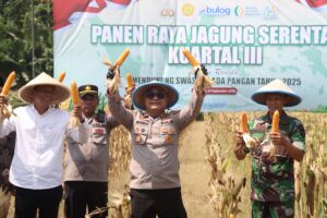 Panen Raya Jagung di Kebumen, Polres Dorong Kesejahteraan Petani Lewat Kemitraan