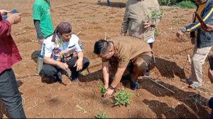 BUMDes Cikaroya Gelar Terobosan, Tanam 3.000 Pepaya Khusus Ambil Getah